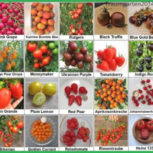 Tomaten Set 2: Zeldzaam en Hoogwaardige Zaaigoed uit Duitsland, 20 Soorten, 100% Zaadvast (9101017018291)